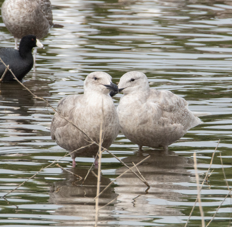 Glaucous-winged Gull - Larus glaucescens