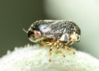 Spittle bug - Clastoptera lineatocollis