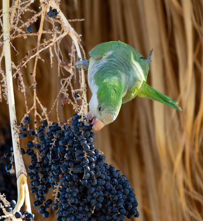 Monk Parakeet - Myiopsitta monachus