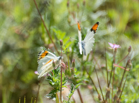 Sara orangetip - Antocharis sara