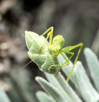 Mediterranean katydid - Phaneroptera nana