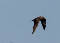 Long-tailed Jaeger - Stercorarius longicaudus