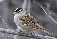 White Crowned Sparrow - Zonotrichia leucophyrs