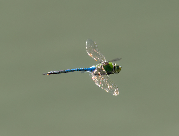 Common green darner - Anax junius