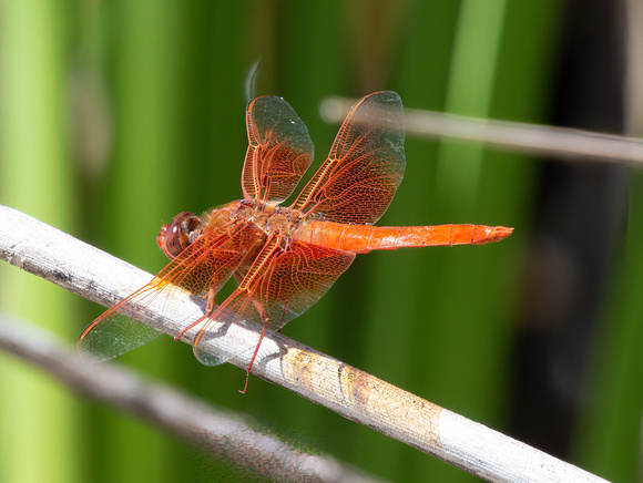 Flame skimmer - Libuellula saturata