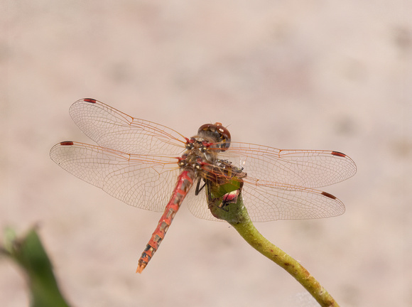 Variegated Meadowhawk - Sympetrum corruptum