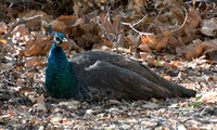 Blue Peafowl - Pavo cristatus