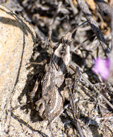 Dragon lubber - Dracotettix monstrosus (mating)