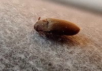 Small false click beetle - Trixagus sp.
