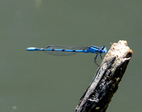 Familiar Bluet - Enallagma civile