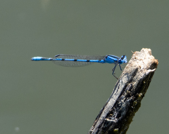 Familiar Bluet - Enallagma civile
