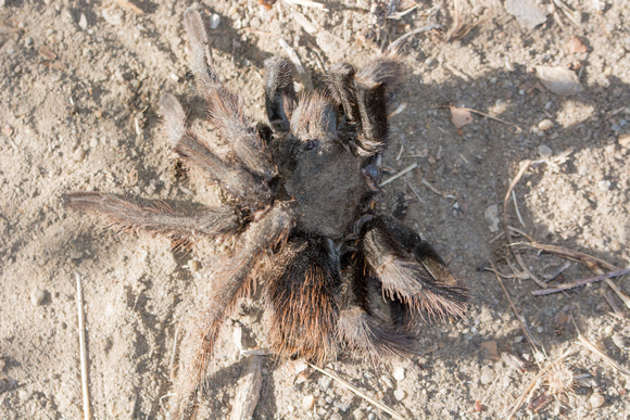 California Ebony Tarantula - Aphonopelma eutylenum