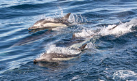 Long-beaked common dolphin - Delphinus capensis