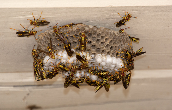 Common paper wasp - Polistes exclamans