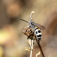 Scoliid wasp - Dielis tolteca