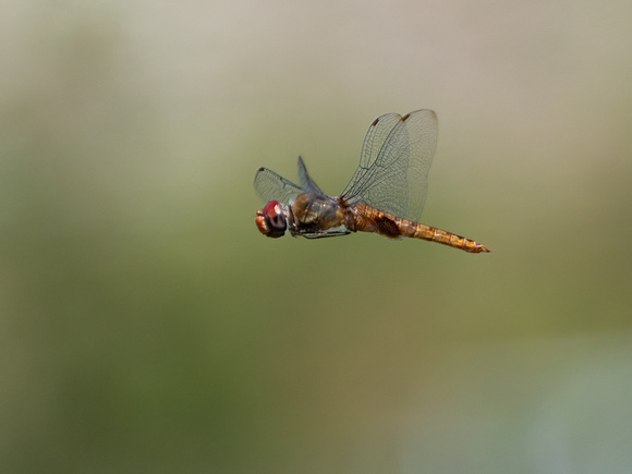 Spot-winged Glider - Pantala hymenaea