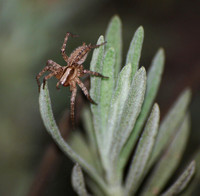 Corner spider - Hololena sp.