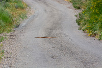 Southwestern Speckled Rattlesnake - Crotalus pyrrhus