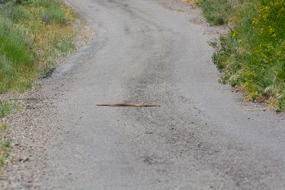 Southwestern Speckled Rattlesnake - Crotalus pyrrhus