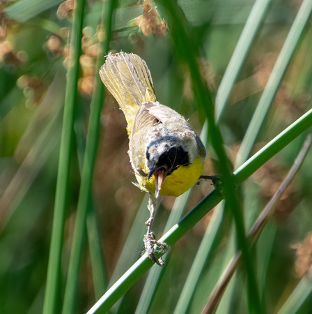 Common Yellowthroat - Geothlypis trichas