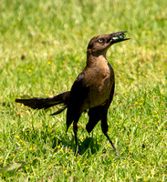 Great-tailed Grackle - Quiscalus mexicanus