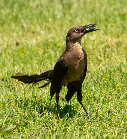 Great-tailed Grackle - Quiscalus mexicanus