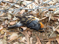 Varied Thrush - Ixoreus naevius