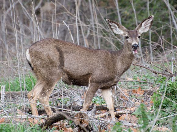 Mule Deer - Odocoileus hemionus
