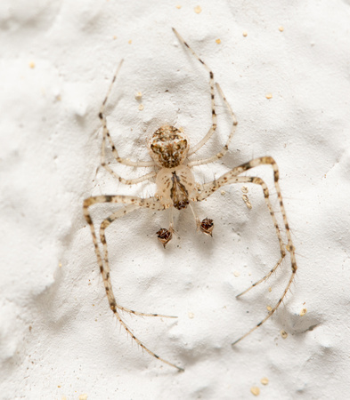 Pirate spider  - Reo eutypus or Mimetus sp.??