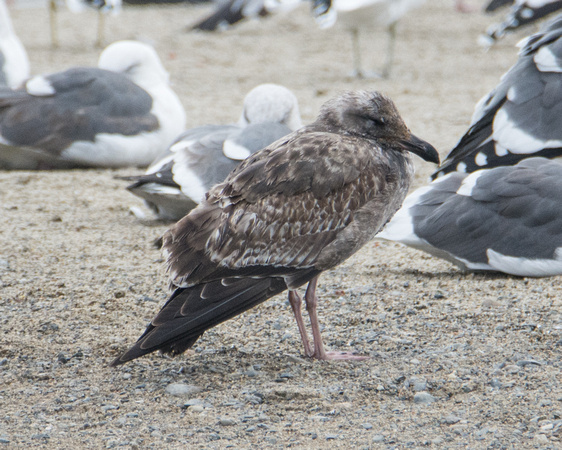 Western Gull - Larus occidentalis (1st Winter)