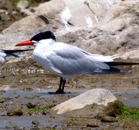 Caspian Tern - Hydroprogne caspia