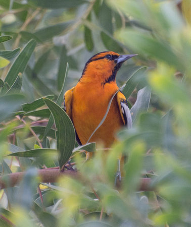 Hooded Oriole - Icterus cucullatus