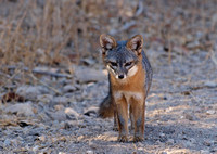 Santa Cruz Island Fox - Urocyon littoralis santacruzae