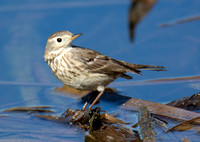 American Pipit - Anthus rubescens