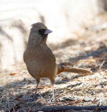 Abert's Towhee - Melozone aberti