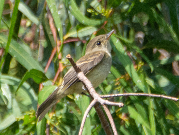 Willow Flycatcher - Empidonax traillii