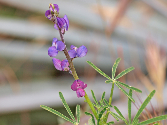 Lupine - Lupinus sp.