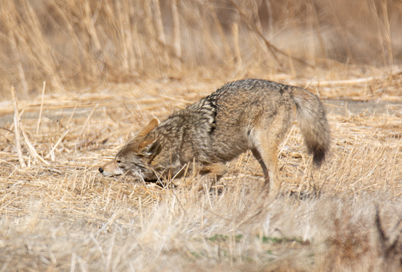 Coyote - Canis latrans