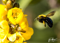 Carpenter bee - Unidentified sp. (wearing pollen)