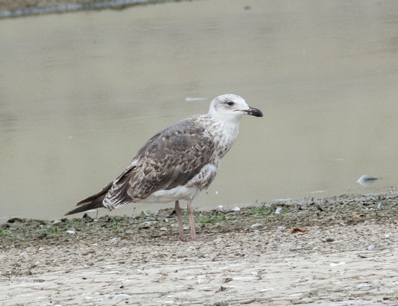 Lesser Black-backed Gull - Larus fuscus