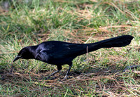 Great-tailed Grackle - Quiscalus mexicanus