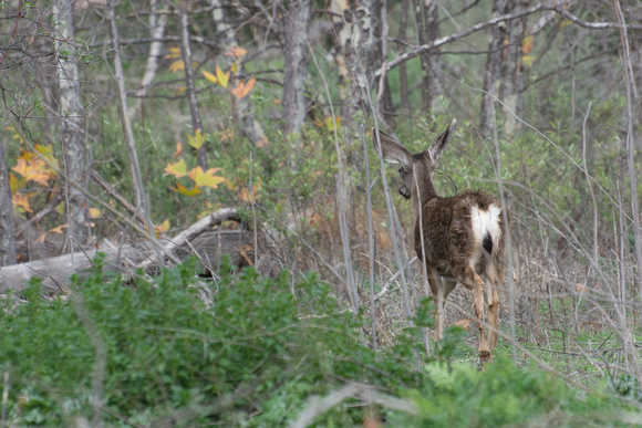 Mule Deer - Odocoileus hemionus