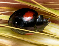 Twice-struck Ladybeetle - Axion plagiatum