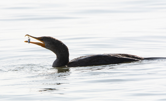 Double-crested Cormorant - Nannopterum auritus