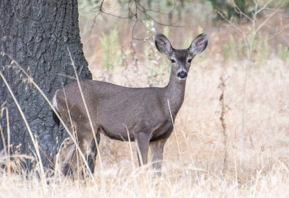 Mule Deer - Odocoileus hemionus