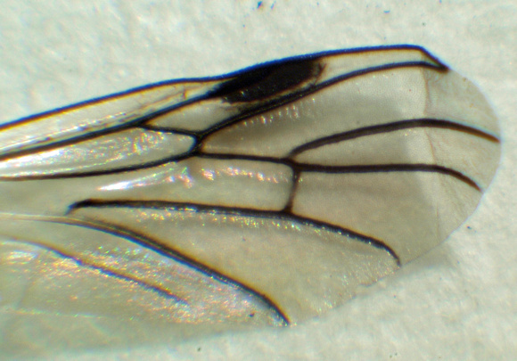 March fly - Bibio albipennis