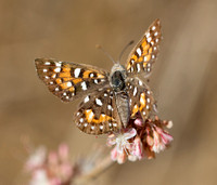Behr's metalmark - Apodemia virgulti