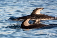 Pacific white-sided dolphin- Lagenorhynchus obliquidens