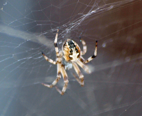 Orb-weaver - Metepeira spinipes