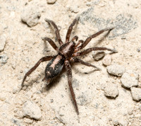 Western Parson Spider - Herpyllus propinquus